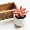 Artificial Succulent Bonsai Ornaments for Home Table Garden Decoration with Pot