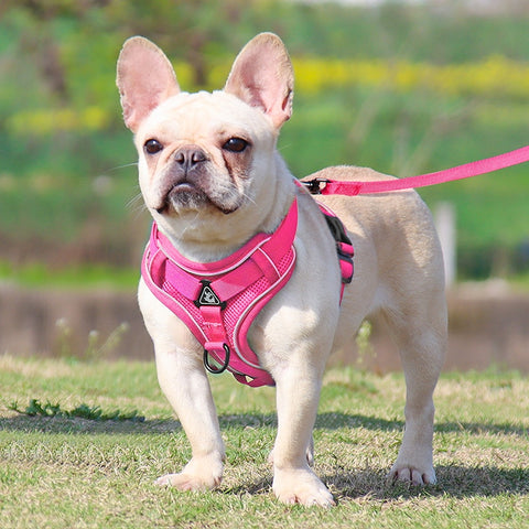 Luminous Pet Leash Adjustable Puppy Harness Dog Vest Collar